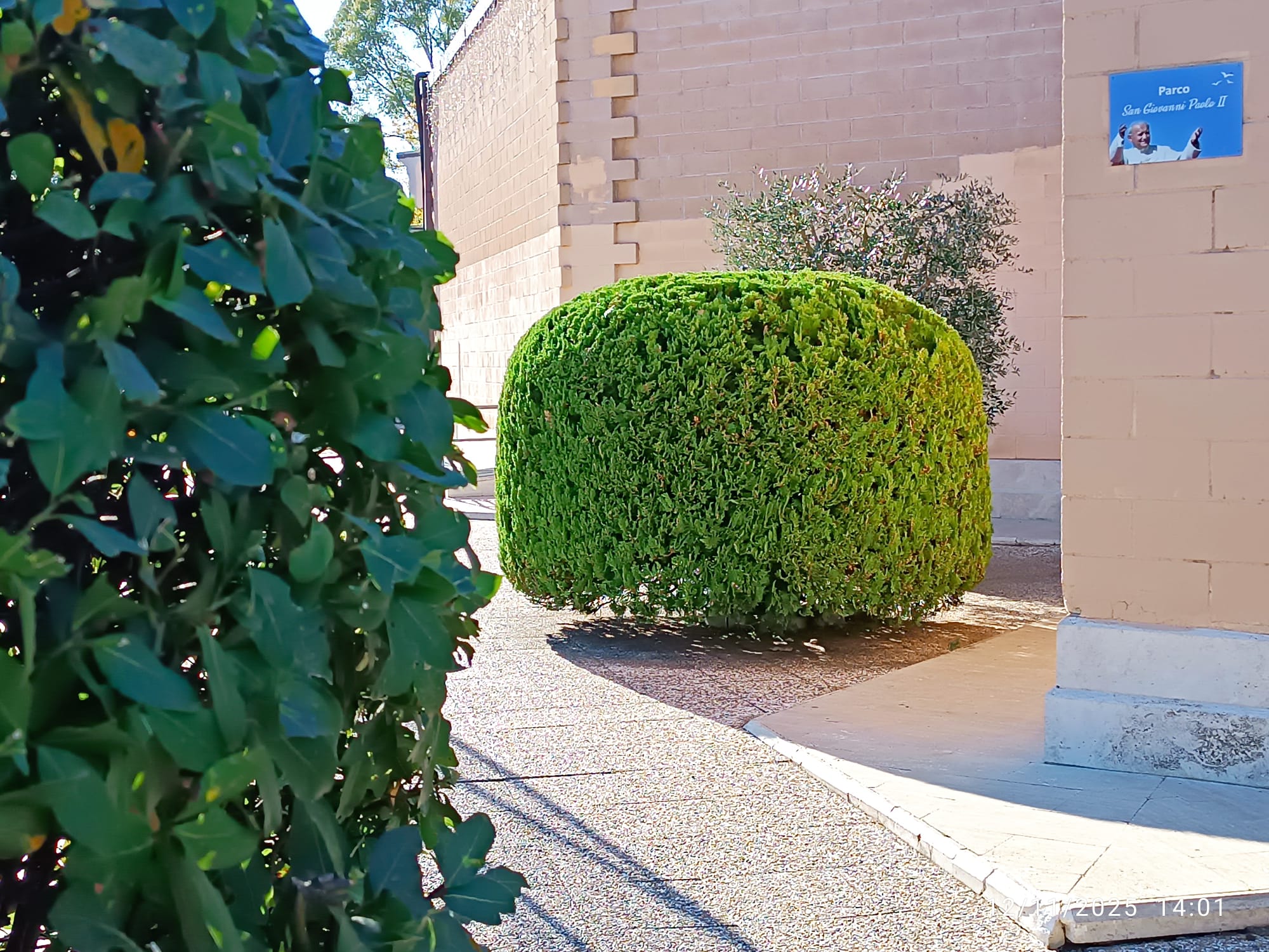 Cespuglio ornamentale a Vivaio Punto Verde